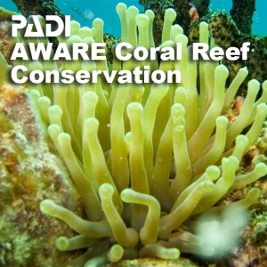 Coral Reef Conservation Diver